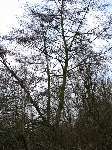 foto bomen: Zwarte_els__Alnus_glutinosa__Common_alder