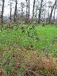foto bomen: Zwarte_els__Alnus_glutinosa__Common_alder