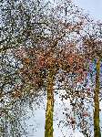 foto bomen: Zwarte_els__Alnus_glutinosa__Common_alder 