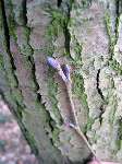 foto bomen: Zwarte_els__Alnus_glutinosa__Common_alder