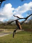 foto bomen: knop 