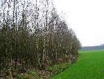 berken boom
