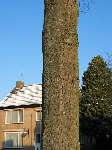 foto bomen: lindefamilie 