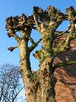 foto bomen: lindefamilie 