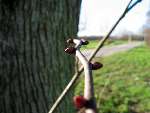 foto bomen: bud 