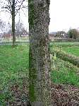 foto bomen: lindefamilie 