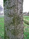 foto bomen: lindefamilie 