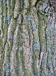 foto bomen: winterbark2