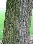 foto bomen: winterbark2