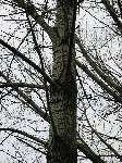 foto bomen: winterbark2