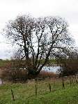 foto bomen: wilgfamilie 