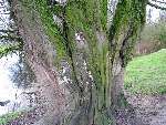 foto bomen: wilgfamilie 