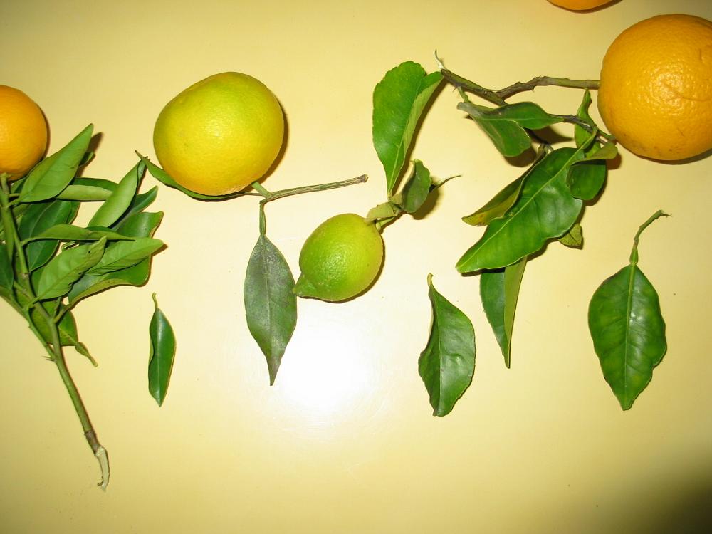 grapefruit citrus paradisi grapfruit Bomen herkennen op www.bomengids