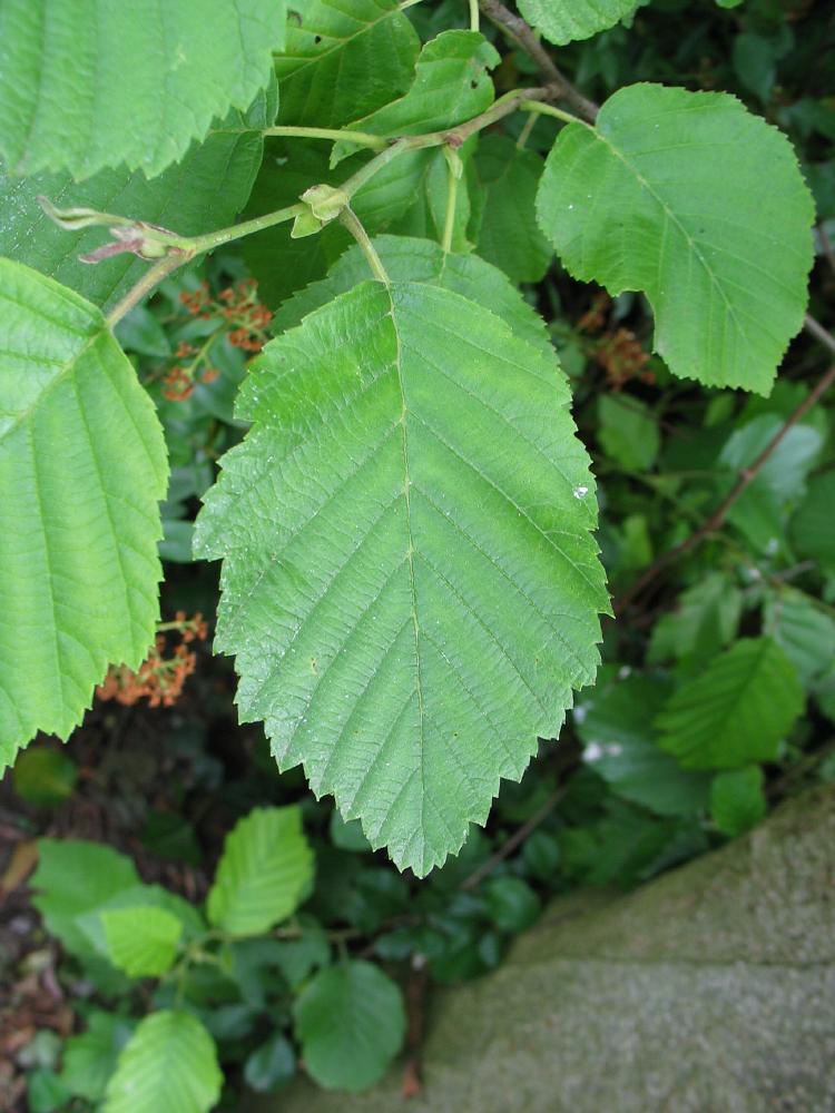 Форма листьев ольха. Ольха серая Alnus incana. Ольха сердцевидная. Alnus Cremastogyne. Ольха Сибирская.