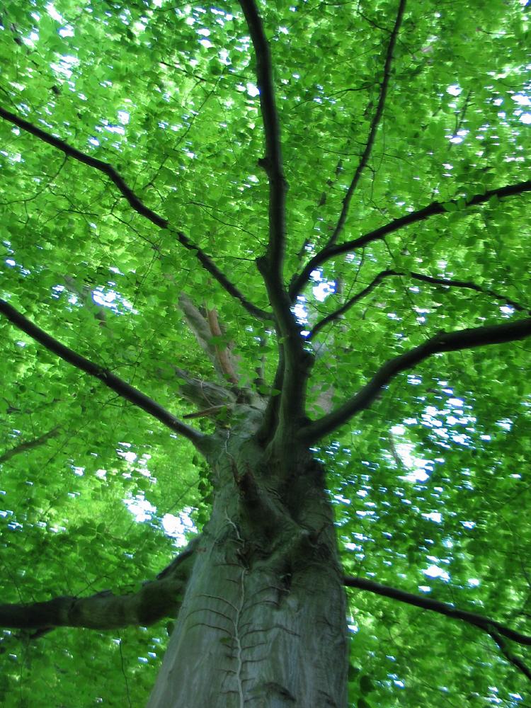 Trees Educational Chart 9788131939055