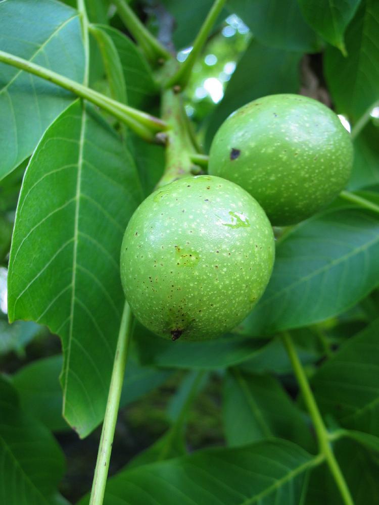 Дерево с плодами похожими. Грецкий орех Juglans Regia l.. Juglans microcarpa. Каштан плод незрелый. Баиль дерево.