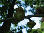 summer photograph Amerikaanse_eik__Quercus_rubra__Red_oakimg_5710fruit.jpg