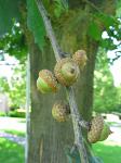 bomen fruit