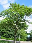 summer photograph Anna_Paulownaboom__Paulownia_tomentosa__Empress_treeimg_4604.jpg