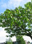 summer photograph Anna_Paulownaboom__Paulownia_tomentosa__Empress_treeimg_4605.jpg