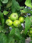 summer photograph Appel__Malus_sylvestris__Appleimg_5412.jpg