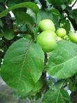 summer photograph Appel__Malus_sylvestris__Appleimg_5413.jpg