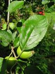 summer photograph Appel__Malus_sylvestris__Appleimg_5433.jpg