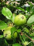 summer photograph Appel__Malus_sylvestris__Appleimg_5434fruit.jpg