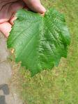 summer photograph Boomhazelaar__Corylus_colurna__Turkish_filbertimg_4972.jpg