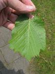 summer photograph Boomhazelaar__Corylus_colurna__Turkish_filbertimg_4973.jpg