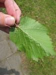 summer photograph Boomhazelaar__Corylus_colurna__Turkish_filbertimg_4974blad.jpg