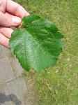 summer photograph Boomhazelaar__Corylus_colurna__Turkish_filbertimg_4976.jpg