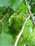 summer photograph Boomhazelaar__Corylus_colurna__Turkish_filbertimg_4982.jpg