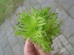 summer photograph Boomhazelaar__Corylus_colurna__Turkish_filbertimg_4990.jpg