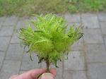 summer photograph Boomhazelaar__Corylus_colurna__Turkish_filbertimg_4991.jpg