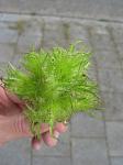 summer photograph Boomhazelaar__Corylus_colurna__Turkish_filbertimg_4992.jpg