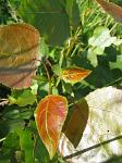 summer photograph Canada_populier__Populus_x_canadensis__Carolina_poplarimg_4731.jpg