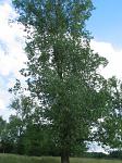 summer photograph Canada_populier__Populus_x_canadensis__Carolina_poplarimg_4749.jpg