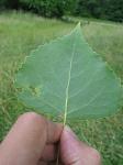 summer photograph Canada_populier__Populus_x_canadensis__Carolina_poplarimg_4753.jpg