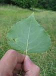 summer photograph Canada_populier__Populus_x_canadensis__Carolina_poplarimg_4754.jpg