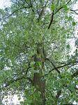 summer photograph Canada_populier__Populus_x_canadensis__Carolina_poplarimg_4755.jpg