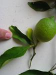 summer photograph Citroen__Citrus_limon__Lemonimg_6773fruit.jpg