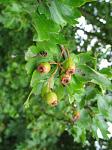 bomen fruit