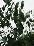summer photograph Eucalyptus__Eucalyptus_globulus__Blue_gum_treeimg_5790.jpg