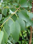 summer photograph Eucalyptus__Eucalyptus_globulus__Blue_gum_treeimg_5791.jpg