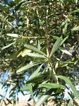 summer photograph Eucalyptus__Eucalyptus_globulus__Blue_gum_treeimg_6624blad.jpg