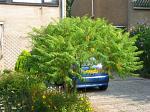 summer photograph Fluweelboom__Rhus_typhina__Staghorn_sumacimg_6075.jpg