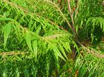 summer photograph Fluweelboom__Rhus_typhina__Staghorn_sumacimg_6076.jpg