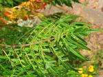 summer photograph Fluweelboom__Rhus_typhina__Staghorn_sumacimg_6079.jpg