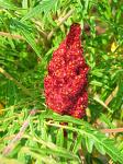 summer photograph Fluweelboom__Rhus_typhina__Staghorn_sumacimg_6083fruit.jpg